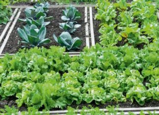 Παραλαβή νέων κηπαρίων στο Δημοτικό Λαχανόκηπο Παραλαβή νέων κηπαρίων στο Δημοτικό Λαχανόκηπο