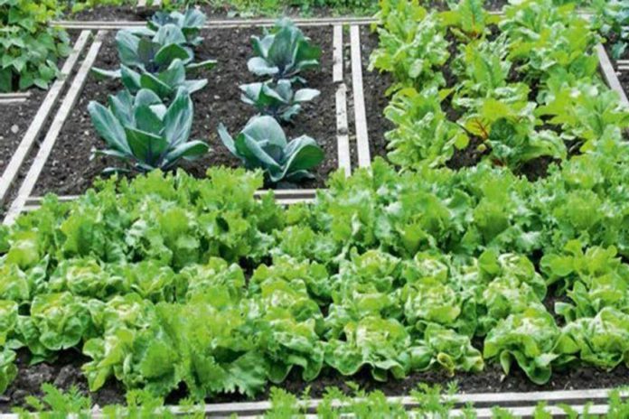 Παραλαβή νέων κηπαρίων στο Δημοτικό Λαχανόκηπο