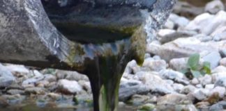 Μεγάλη συγκέντρωση λυματολάσπης στον Ελασσονίτη ποταμό