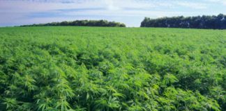 Στη Λάρισα το 1ο Φόρουμ Φαρμακευτικής και Βιομηχανικής Κάνναβης στην Ελλάδα