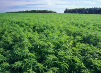 Στη Λάρισα το 1ο Φόρουμ Φαρμακευτικής και Βιομηχανικής Κάνναβης στην Ελλάδα