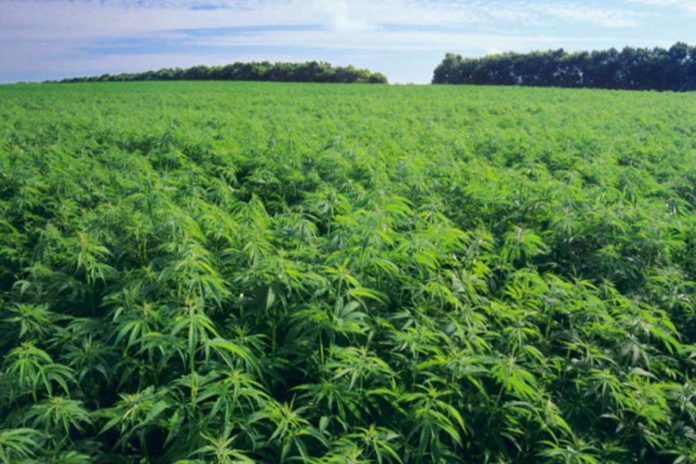 kanavi1 Στη Λάρισα το 1ο Φόρουμ Φαρμακευτικής και Βιομηχανικής Κάνναβης στην Ελλάδα