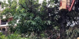 Η κακοκαιρία έριξε 25 δέντρα μέσα στην Λάρισα