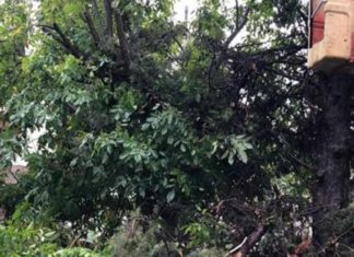 Η κακοκαιρία έριξε 25 δέντρα μέσα στην Λάρισα