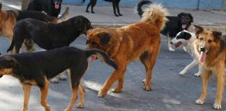 Σκυλιά επιτέθηκαν σε ανήλικους μαθητές στη Λάρισα