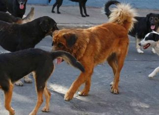 Σκυλιά επιτέθηκαν σε ανήλικους μαθητές στη Λάρισα