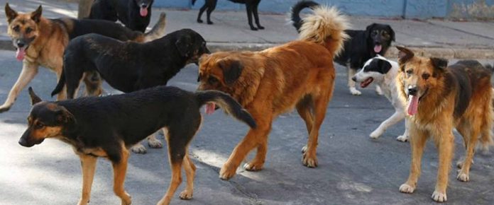 Σκυλιά επιτέθηκαν σε ανήλικους μαθητές στη Λάρισα