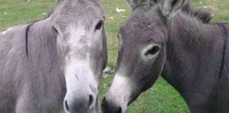 Λάρισα: Στον εισαγγελία 40χρονος μετά από αστυνομική έρευνα, για κακοποίηση μουλαριών