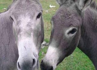 Λάρισα: Στον εισαγγελία 40χρονος μετά από αστυνομική έρευνα, για κακοποίηση μουλαριών