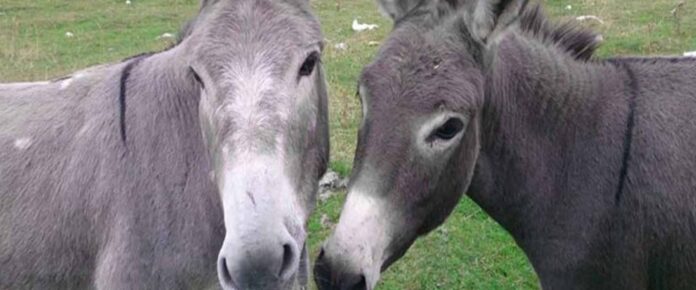 Λάρισα: Στον εισαγγελέα 40χρονος μετά από αστυνομική έρευνα Λάρισα: Στον εισαγγελία 40χρονος μετά από αστυνομική έρευνα, για κακοποίηση μουλαριών