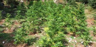 Φυτεία “μαμούθ” με 373 χασισόδεντρα βρήκε η αστυνομία στην περιοχή της Αγιάς – Δύο συλλήψεις