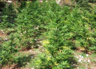 Φυτεία “μαμούθ” με 373 χασισόδεντρα βρήκε η αστυνομία στην περιοχή της Αγιάς – Δύο συλλήψεις