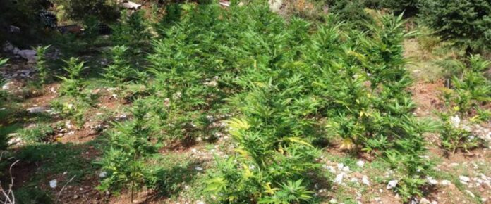 Φυτεία “μαμούθ” με 373 χασισόδεντρα βρήκε η αστυνομία Φυτεία “μαμούθ” με 373 χασισόδεντρα βρήκε η αστυνομία στην περιοχή της Αγιάς – Δύο συλλήψεις