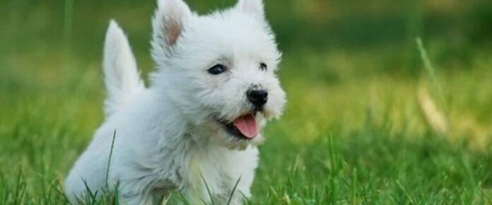 skilaki inlarissa Νεκρός σε διαμέρισμα εγκαταλειμμένος σκύλος στη Λάρισα